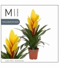 Vriesea