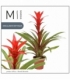 Guzmania