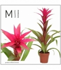 Guzmania