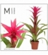 Guzmania