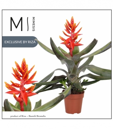 Aechmea