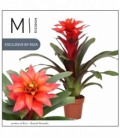 Guzmania