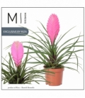 Tillandsia