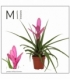 Tillandsia