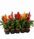Bromelia