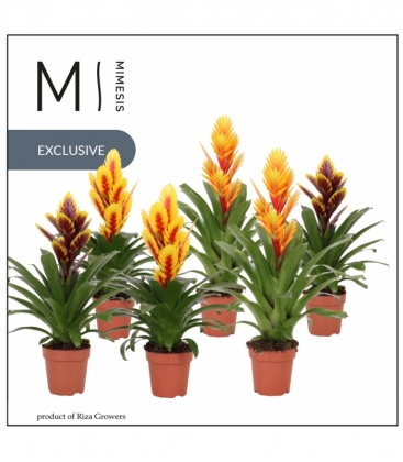 Vriesea