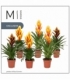Vriesea