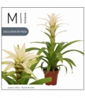 Guzmania