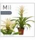Guzmania