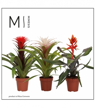 Bromelia