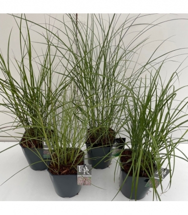 Miscanthus