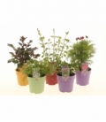 perennials
