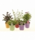 perennials