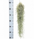 Tillandsia