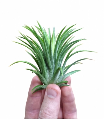 Tillandsia