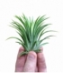 Tillandsia