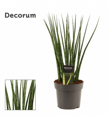 Sansevieria