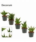Sansevieria