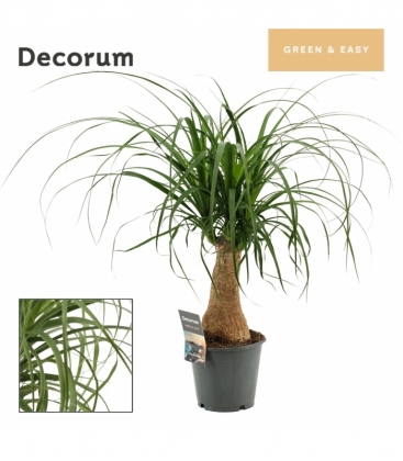 Beaucarnea