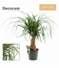Beaucarnea