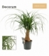 Beaucarnea