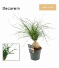 Beaucarnea