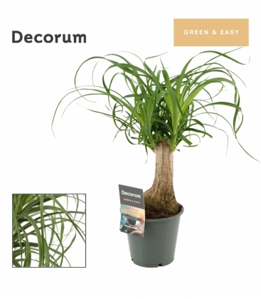 Beaucarnea