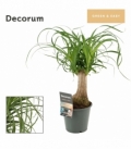 Beaucarnea