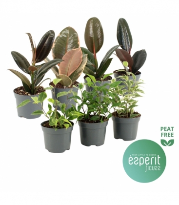 Ficus