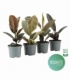 Ficus