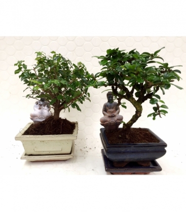 Bonsai