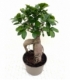 Ficus