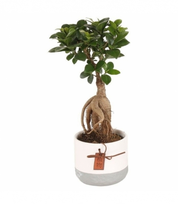 Ficus