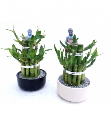 Dracaena