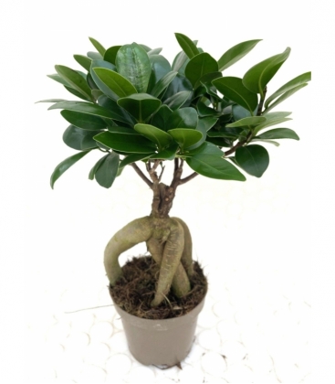 Ficus