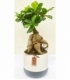Ficus