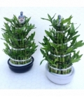 Dracaena