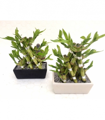 Dracaena