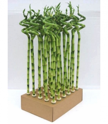 Dracaena