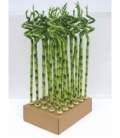 Dracaena