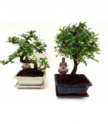 Bonsai