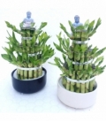 Dracaena