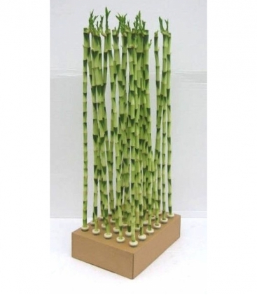 Dracaena