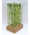 Dracaena