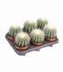 Echinocactus