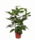 Schefflera
