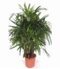 Rhapis
