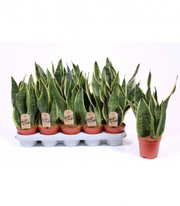 Sansevieria
