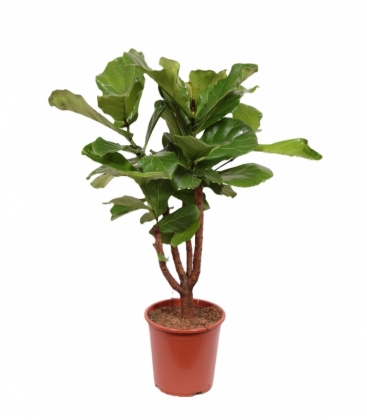 Ficus