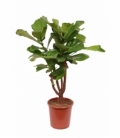 Ficus